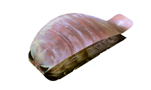 超グソクムシ煎餅