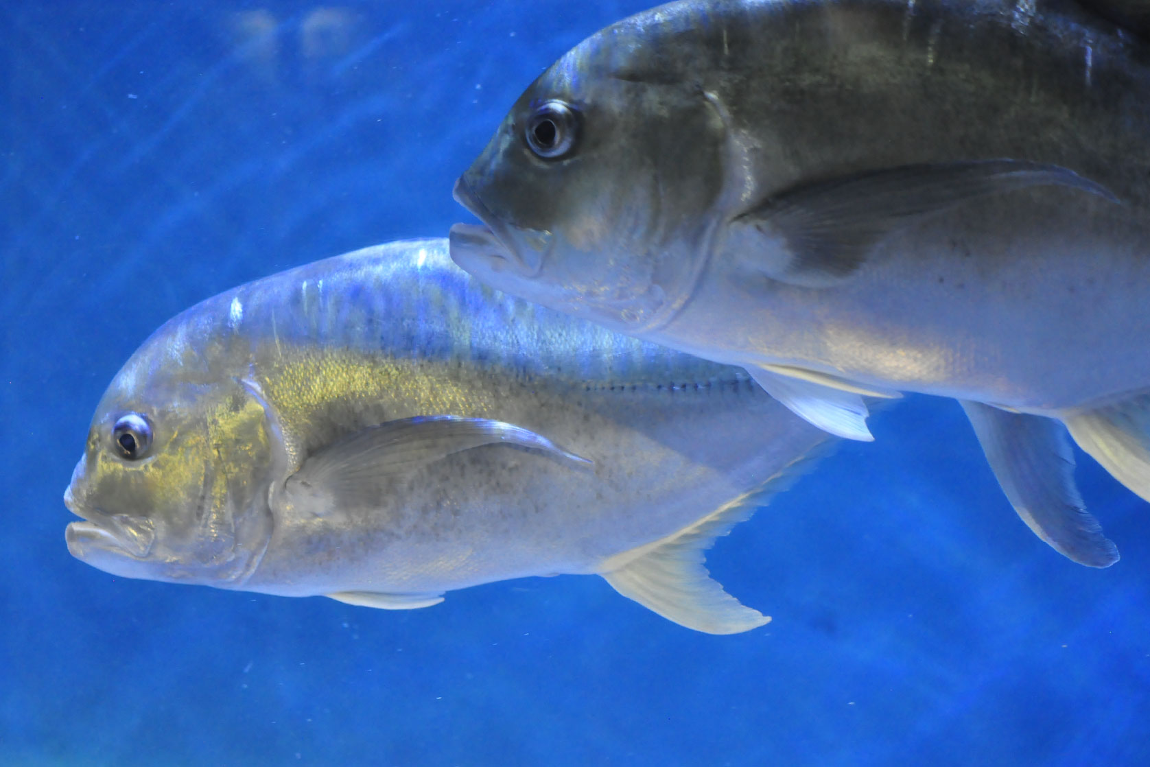三河湾の生き物