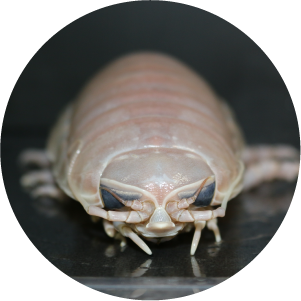 オオグソクムシ